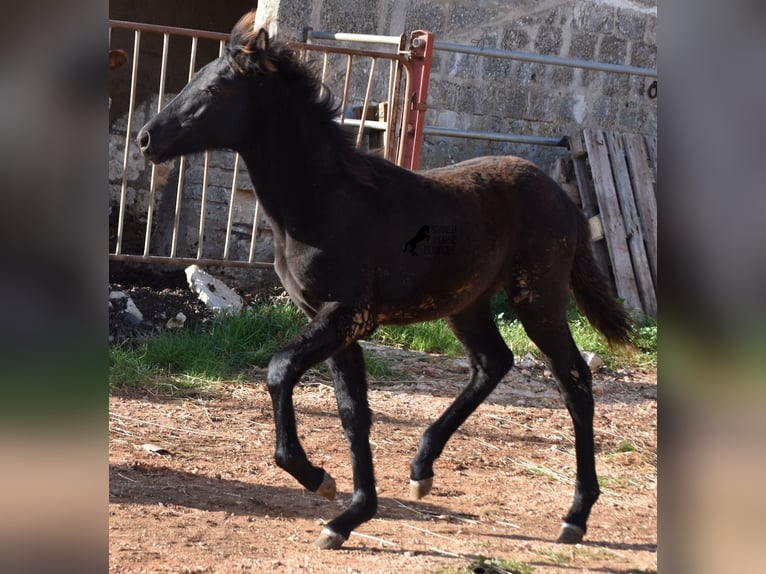 Menorquin Mare 2 years 15,1 hh Black in Menorca