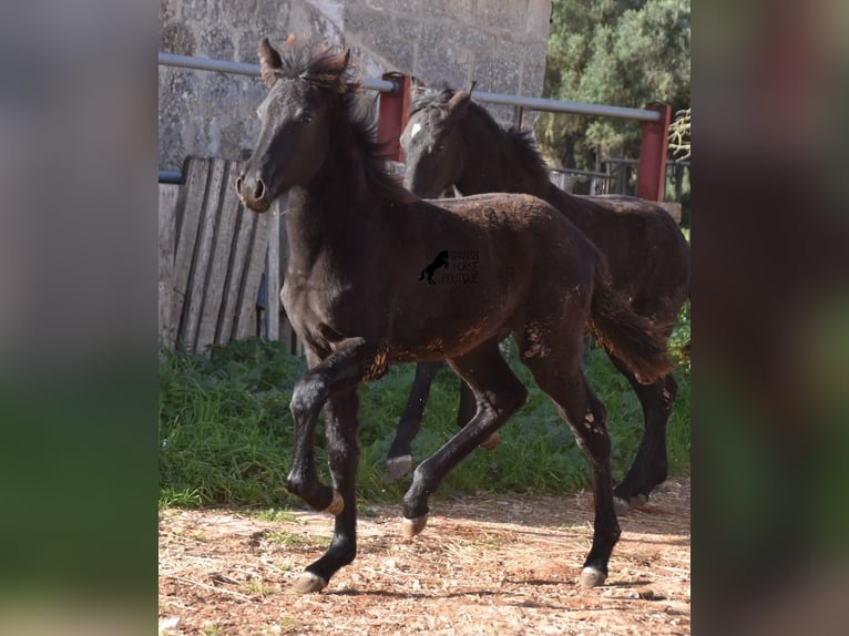 Menorquin Mare 2 years 15,1 hh Black in Menorca