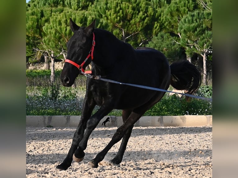 Menorquin Mare 2 years 15,2 hh Black in Menorca