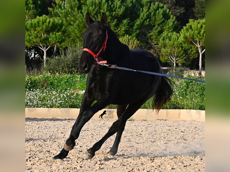 Menorquin Mare 2 years 15,2 hh Black in Menorca
