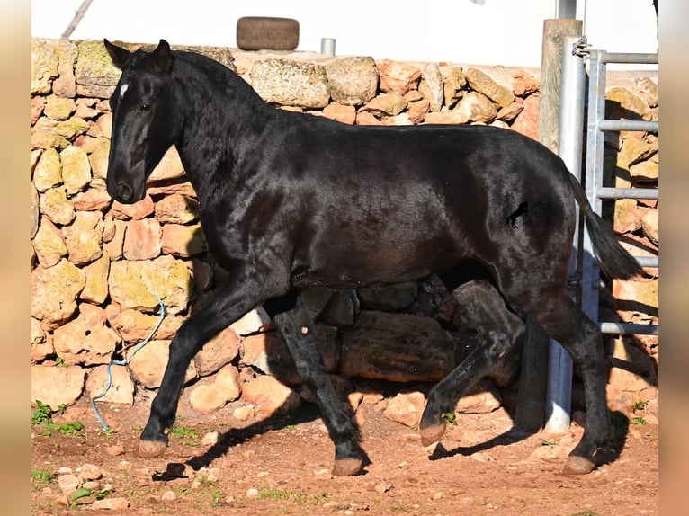 Menorquin Mare 2 years 15,2 hh Black in Menorca
