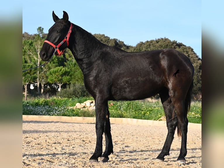 Menorquin Mare 2 years 15,2 hh Black in Menorca