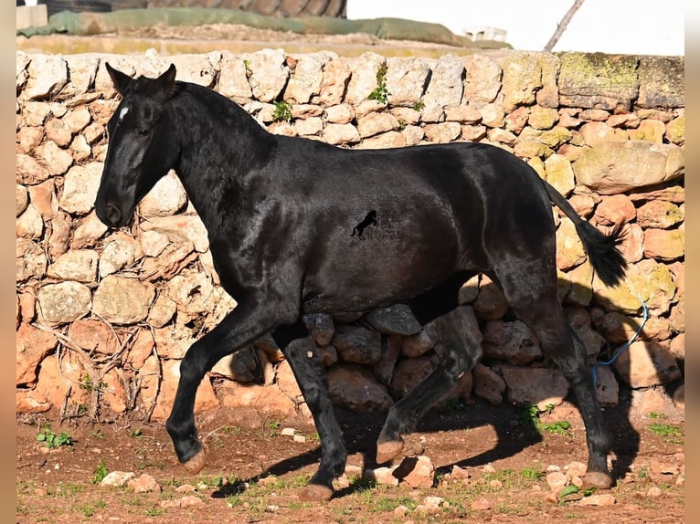 Menorquin Mare 2 years 15,2 hh Black in Menorca