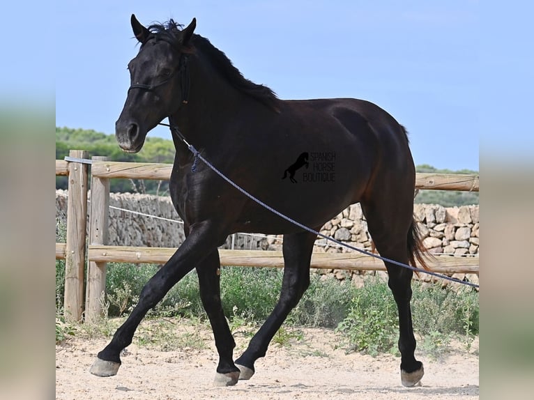 Menorquin Mare 2 years 15,2 hh Black in Menorca