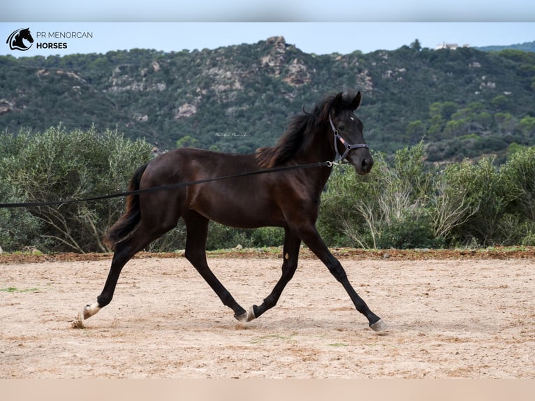 Menorquin Mare 2 years 15,2 hh in Menorca