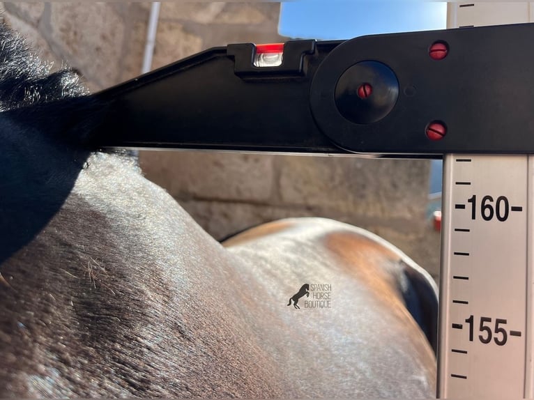 Menorquin Mare 2 years 15,3 hh Black in Menorca