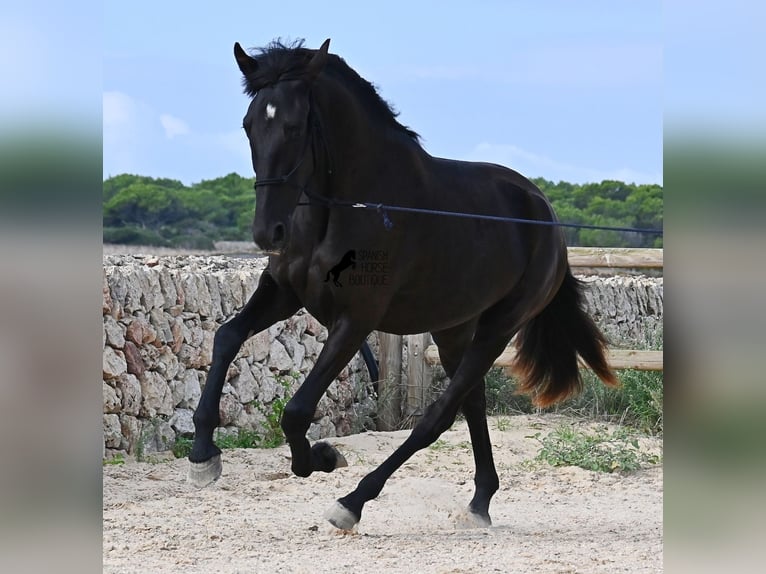 Menorquin Mare 2 years 15,3 hh Black in Menorca
