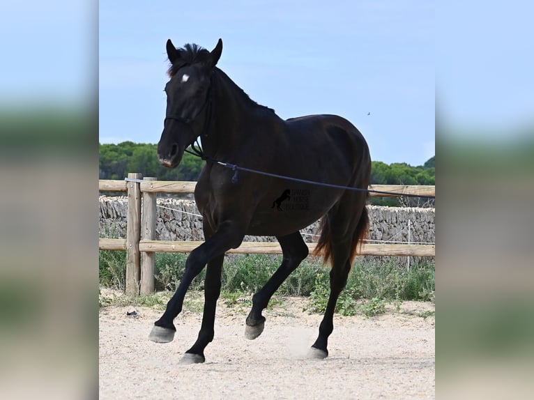 Menorquin Mare 2 years 15,3 hh Black in Menorca