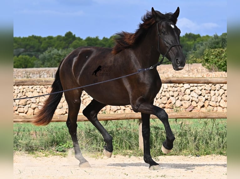 Menorquin Mare 2 years 15,3 hh Black in Menorca