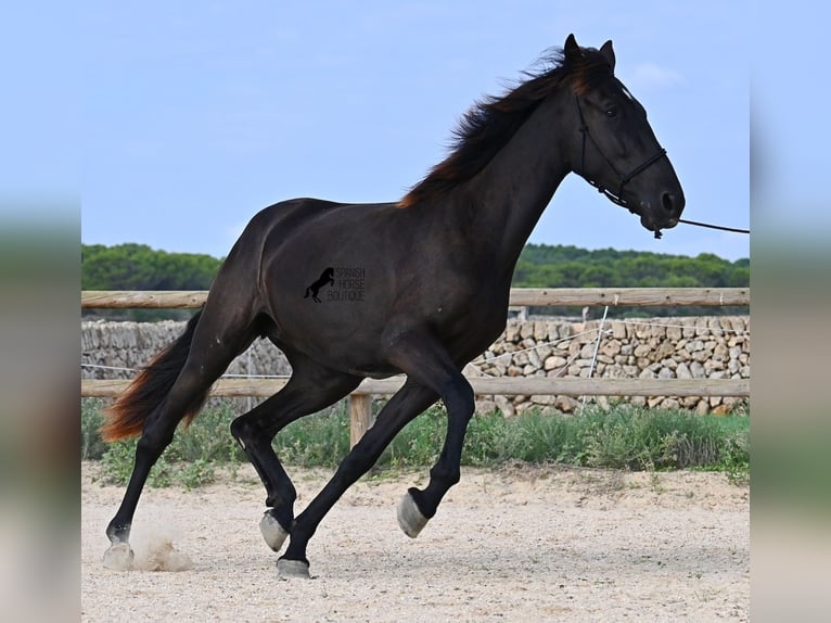 Menorquin Mare 2 years 15,3 hh Black in Menorca