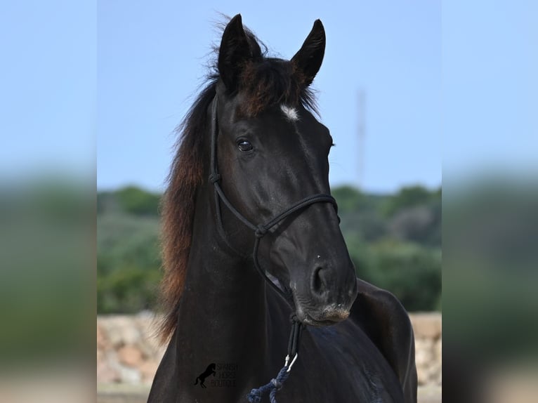Menorquin Mare 2 years 15,3 hh Black in Menorca