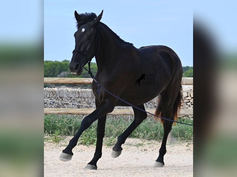 Menorquin Mare 2 years 15,3 hh Black in Menorca