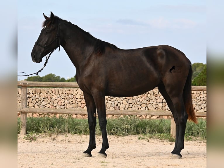 Menorquin Mare 2 years 15,3 hh Black in Menorca