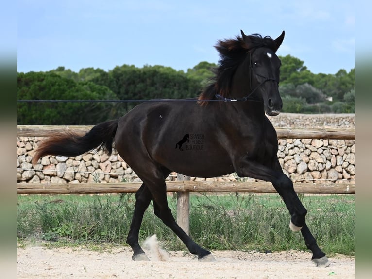Menorquin Mare 2 years 15,3 hh Black in Menorca