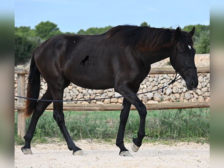Menorquin Mare 2 years 15,3 hh Black in Menorca