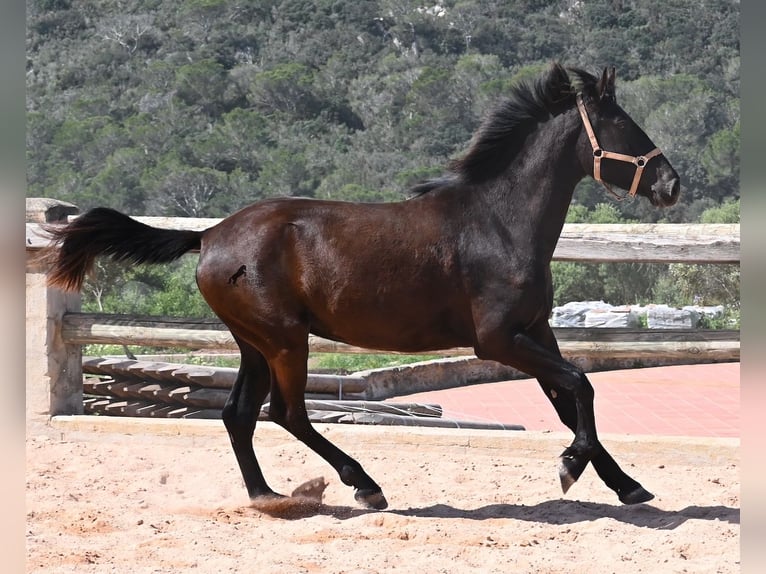 Menorquin Mare 2 years 16,2 hh Black in Menorca