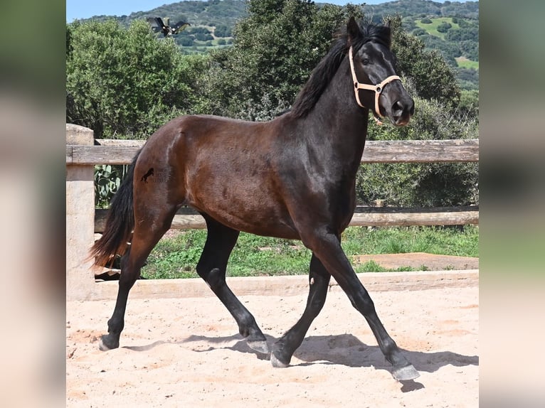 Menorquin Mare 2 years 16,2 hh Black in Menorca