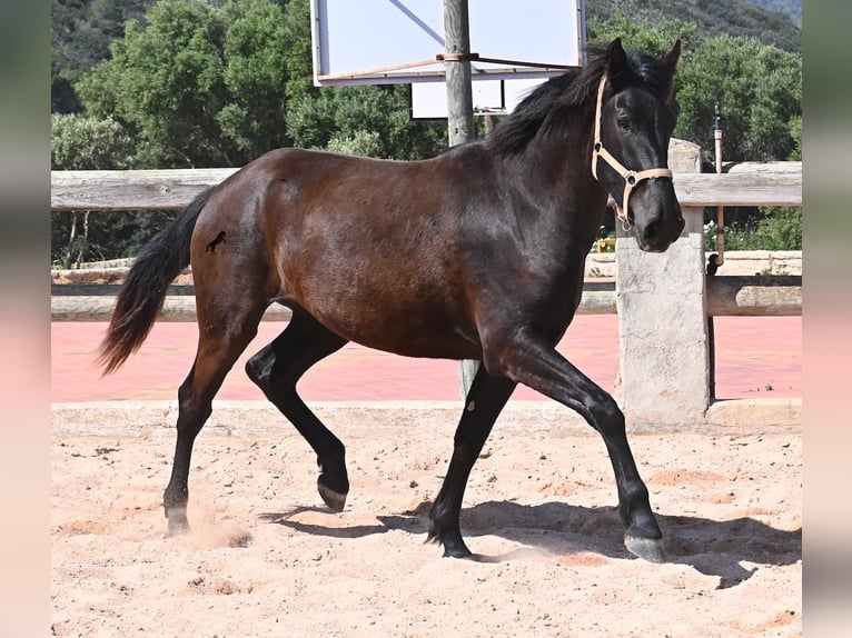 Menorquin Mare 2 years 16,2 hh Black in Menorca