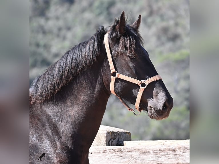 Menorquin Mare 2 years 16,2 hh Black in Menorca