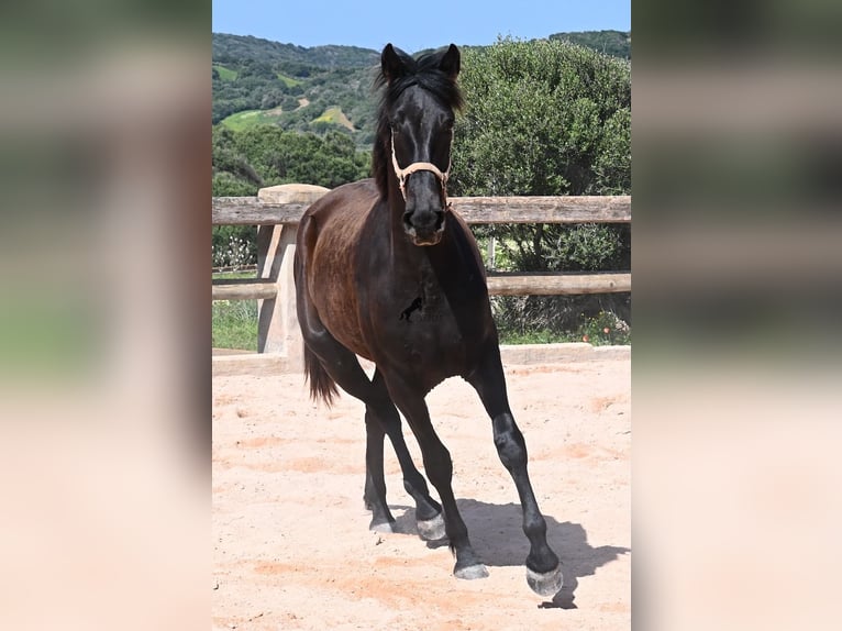 Menorquin Mare 2 years 16,2 hh Black in Menorca