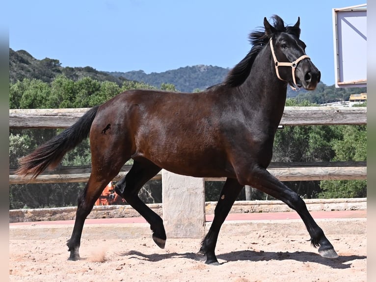 Menorquin Mare 2 years 16,2 hh Black in Menorca