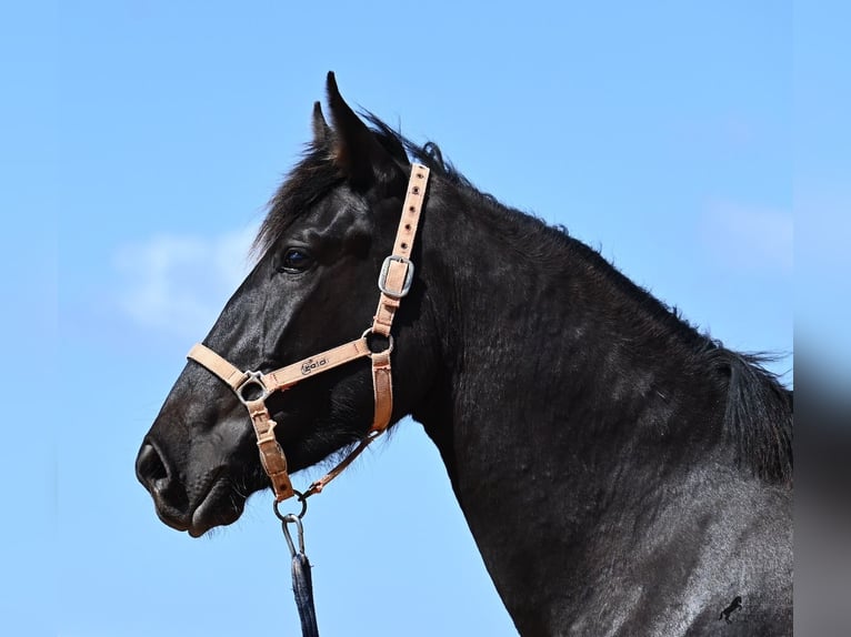 Menorquin Mare 2 years 16,2 hh Black in Menorca