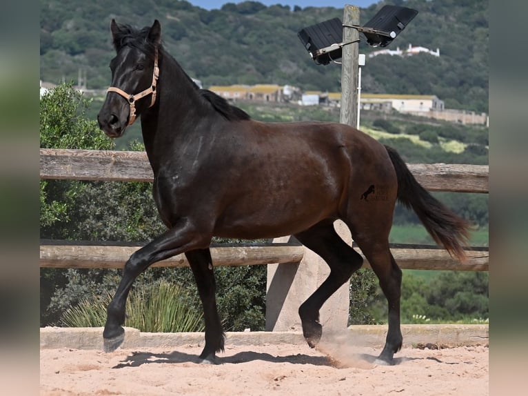 Menorquin Mare 2 years 16,2 hh Black in Menorca