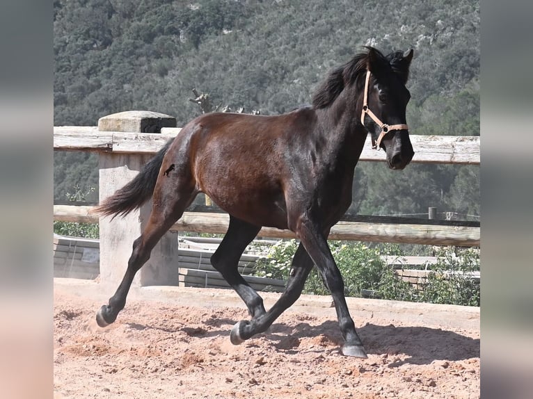 Menorquin Mare 2 years 16,2 hh Black in Menorca