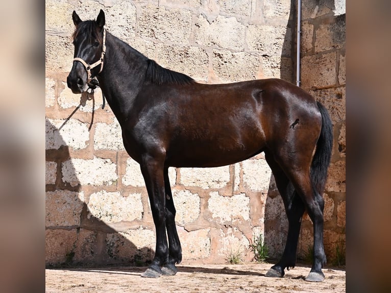 Menorquin Mare 2 years 16,2 hh Black in Menorca