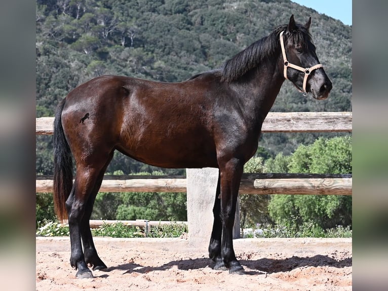 Menorquin Mare 2 years 16,2 hh Black in Menorca