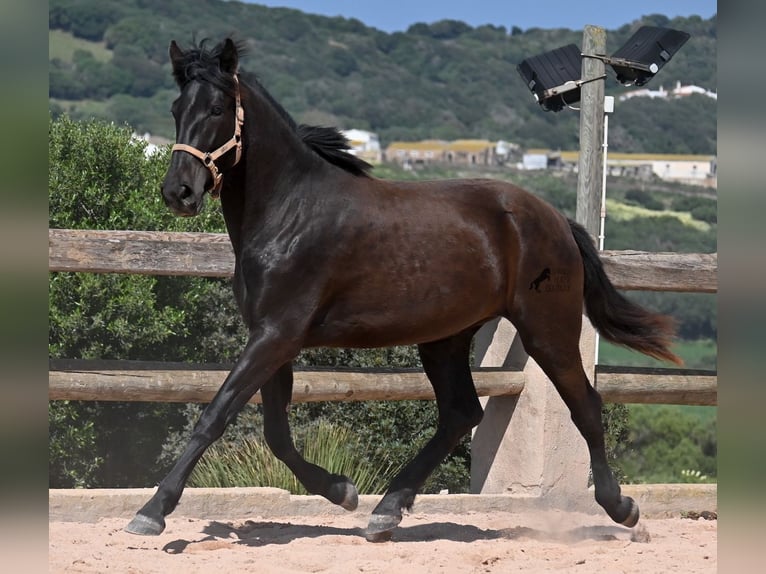 Menorquin Mare 2 years 16,2 hh Black in Menorca