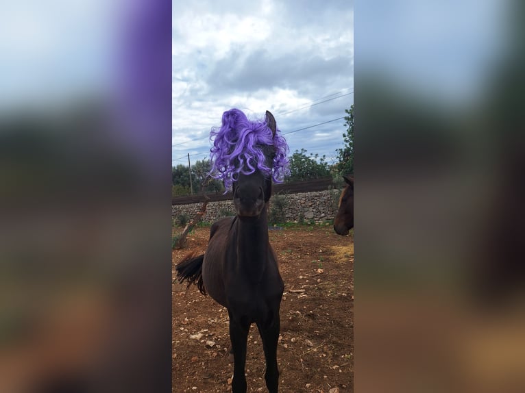 Menorquin Mare 2 years 16 hh Black in Manacor