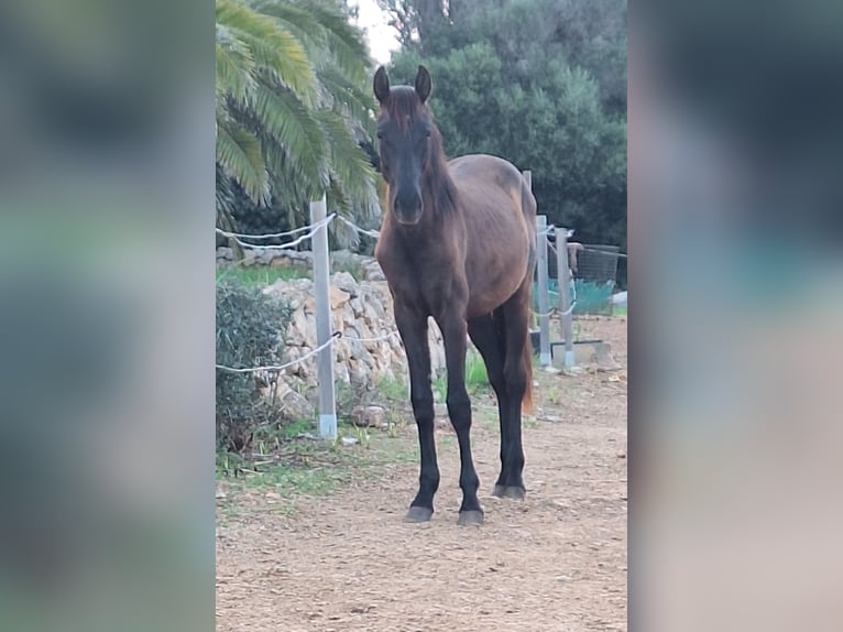 Menorquin Mare 2 years 16 hh Black in Heitersheim