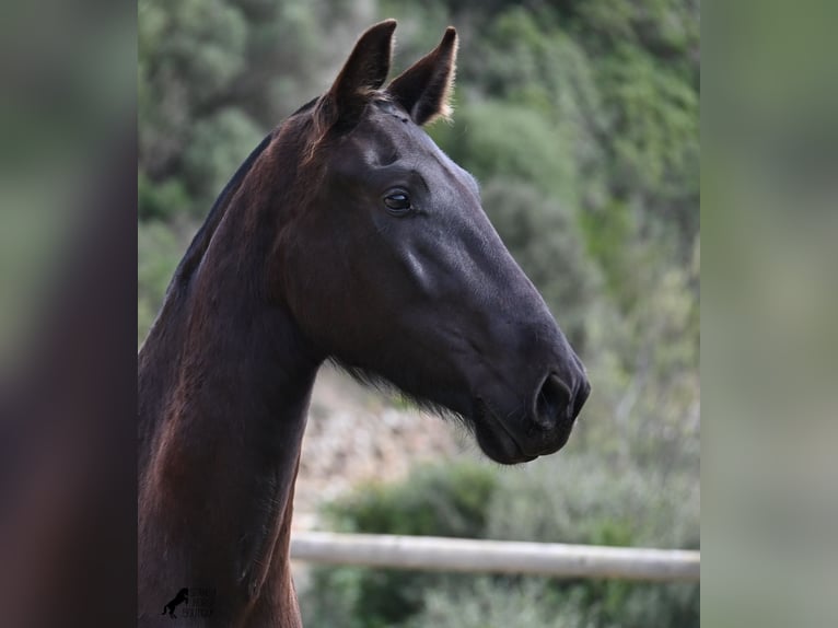 Menorquin Mare 3 years 15,1 hh Black in Menorca