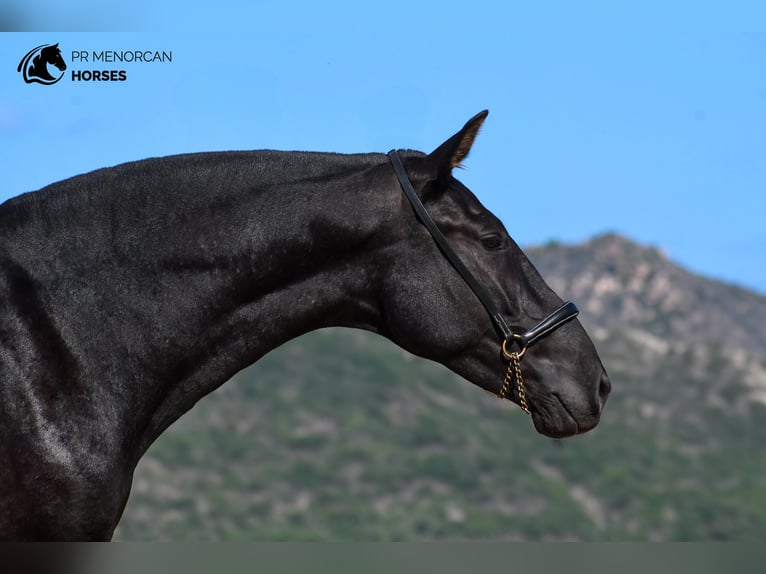 Menorquin Mare 3 years 15,2 hh Black in Menorca