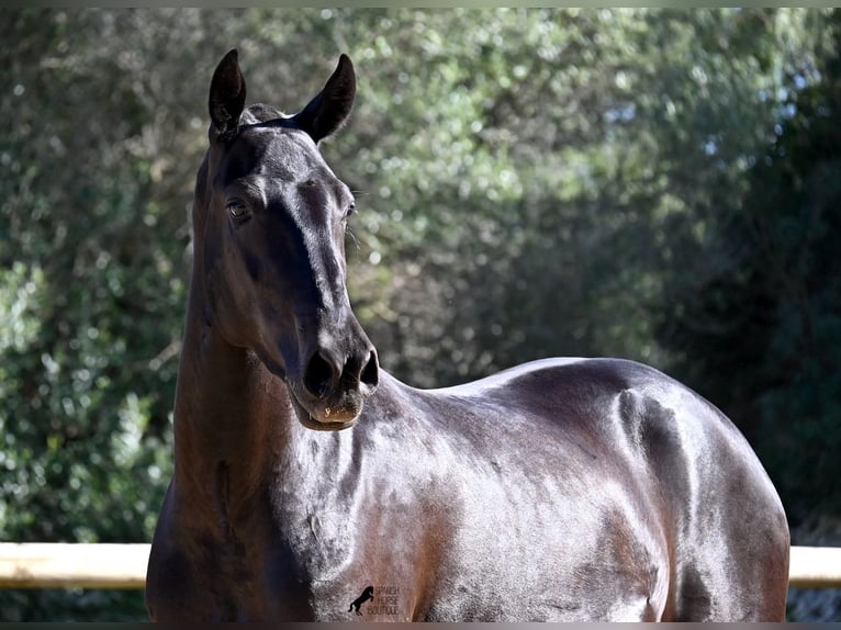 Menorquin Mare 3 years 15,2 hh Black in Menorca