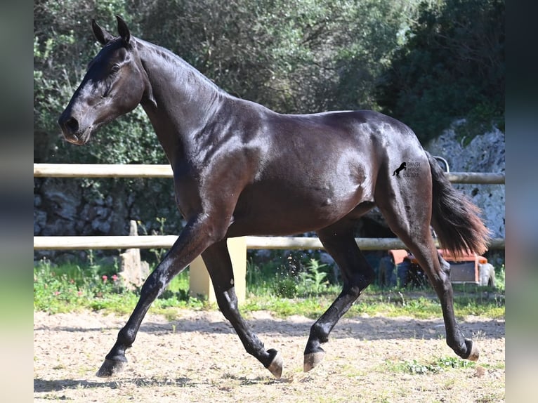 Menorquin Mare 3 years 15,2 hh Black in Menorca