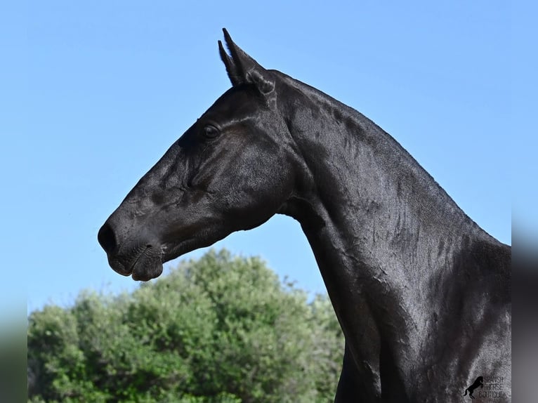 Menorquin Mare 3 years 15,2 hh Black in Menorca