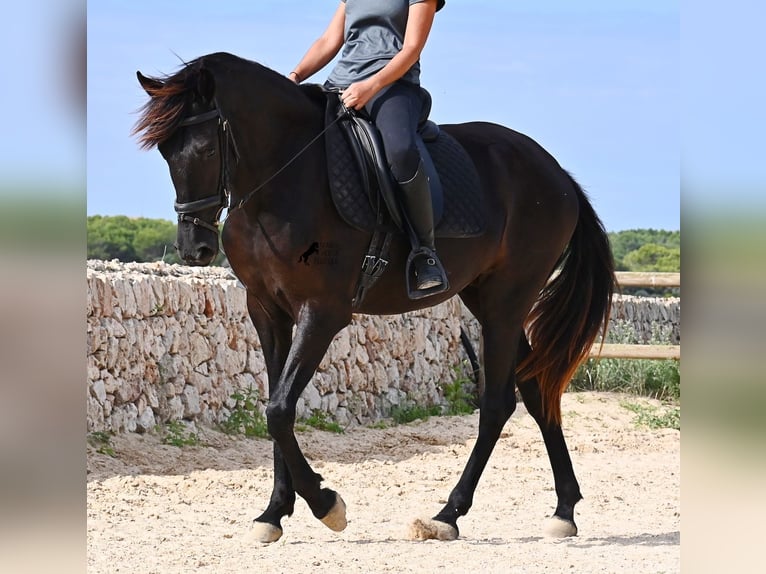 Menorquin Mare 3 years 15,2 hh Black in Menorca