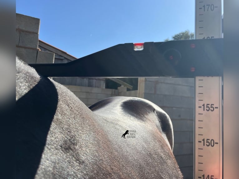 Menorquin Mare 3 years 15,2 hh Black in Menorca
