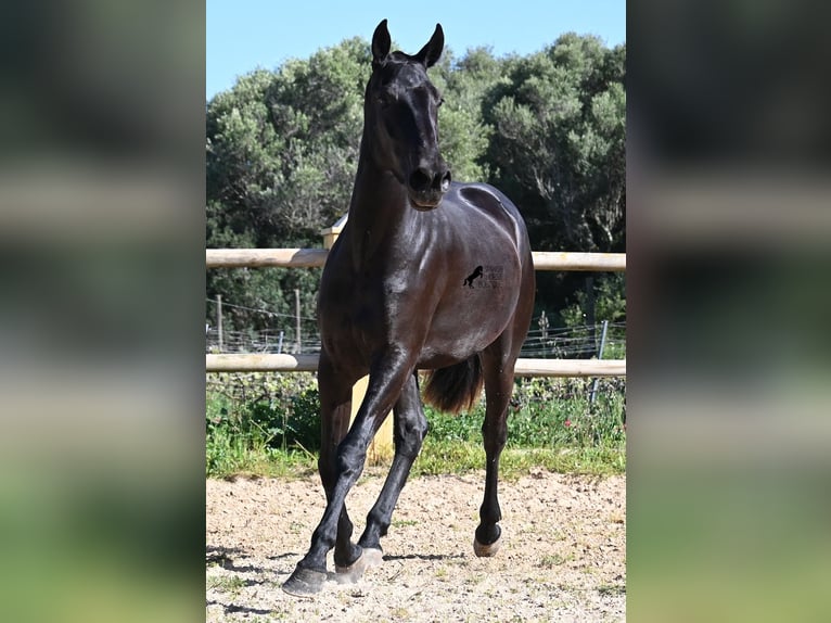 Menorquin Mare 3 years 15,2 hh Black in Menorca