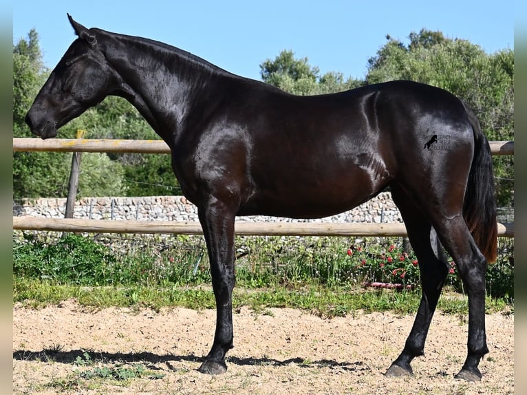 Menorquin Mare 3 years 15,2 hh Black in Menorca
