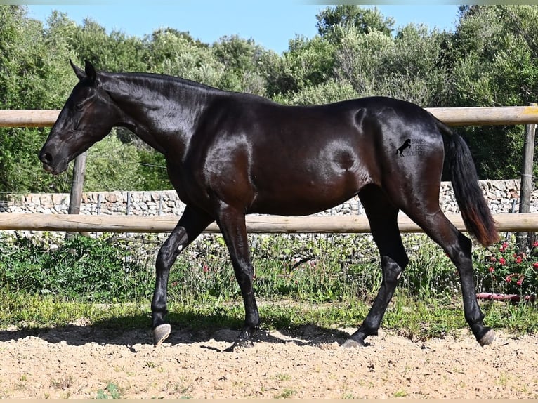 Menorquin Mare 3 years 15,2 hh Black in Menorca