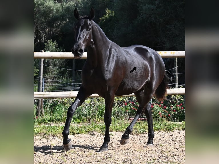 Menorquin Mare 3 years 15,2 hh Black in Menorca