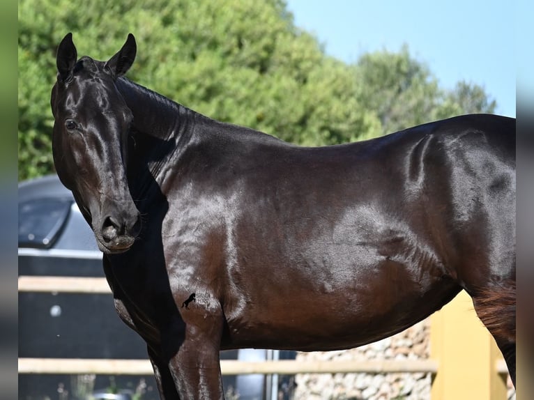 Menorquin Mare 3 years 15,2 hh Black in Menorca
