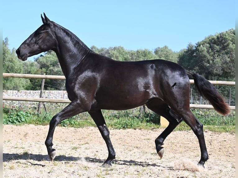Menorquin Mare 3 years 15,2 hh Black in Menorca
