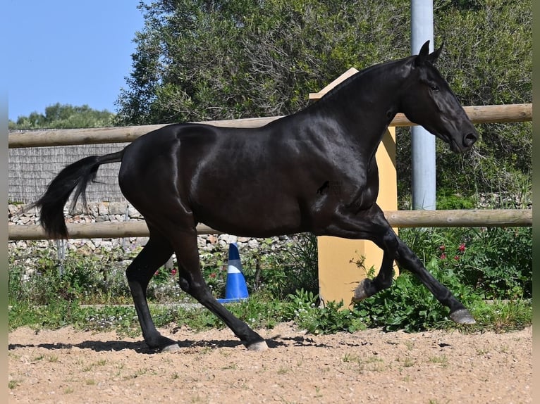 Menorquin Mare 3 years 15,2 hh Black in Menorca