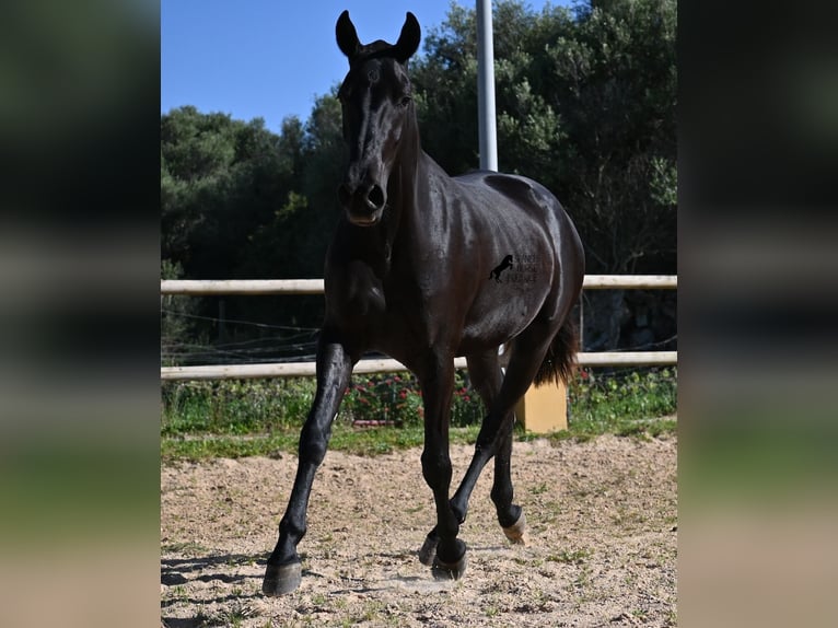 Menorquin Mare 3 years 15,2 hh Black in Menorca