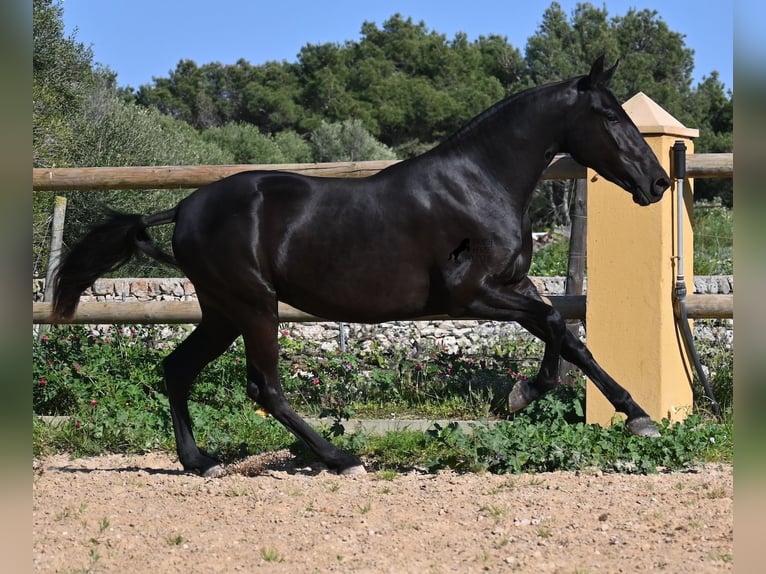 Menorquin Mare 3 years 15,2 hh Black in Menorca