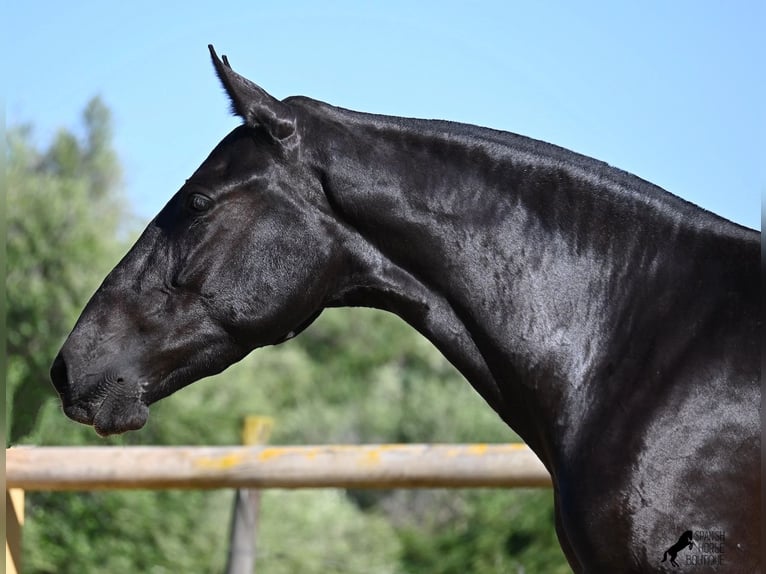 Menorquin Mare 3 years 15,2 hh Black in Menorca
